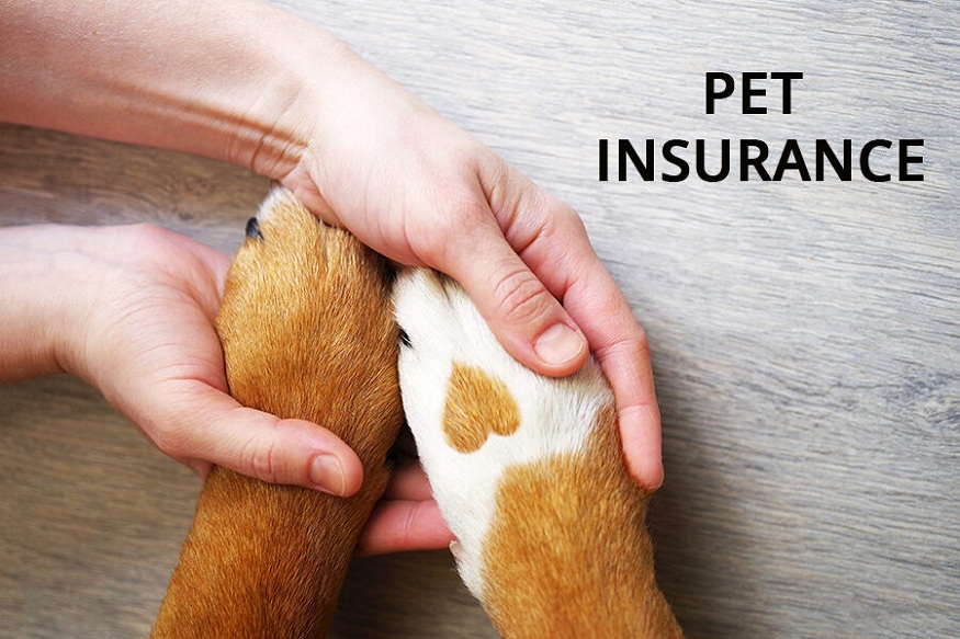 Dog insurance